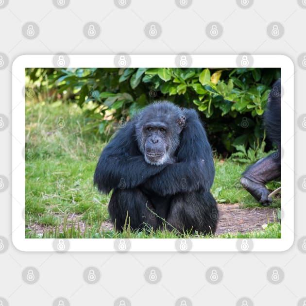 Chimpanzee Sticker by Russell102